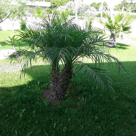 Nella Marsala